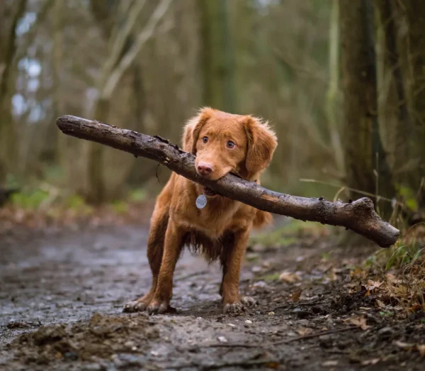 article-thumb-8_optimized Extended Dog Visit (1 hr)